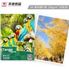 天章（TANGO）新绿天章A4 230g高光面照片纸  照片打印纸 20张/包 商品缩略图0