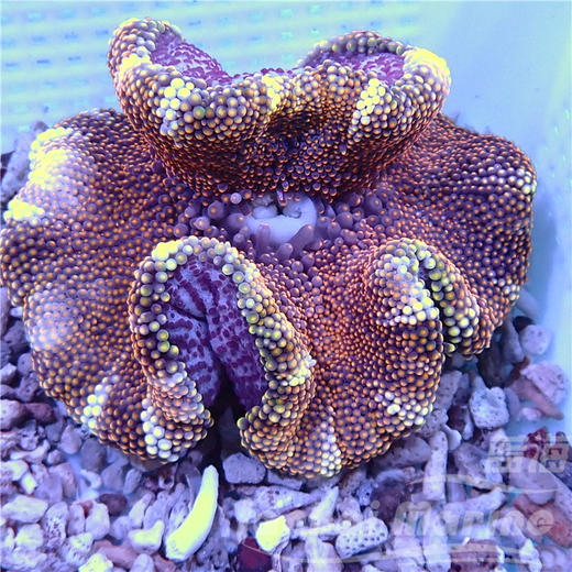 矮脚地毯-玫瑰金 商品图3