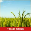 五常大米官方自营旗舰店 溯源防伪保真 陆家围子 有机稻花香大米 东北大米 5KG家庭装 商品缩略图6