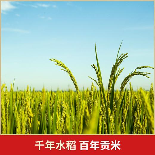 五常大米官方自营旗舰店 溯源防伪保真 陆家围子 有机稻花香大米 东北大米 5KG家庭装 商品图6