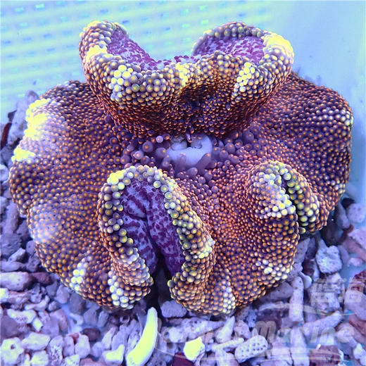 矮脚地毯-玫瑰金 商品图4