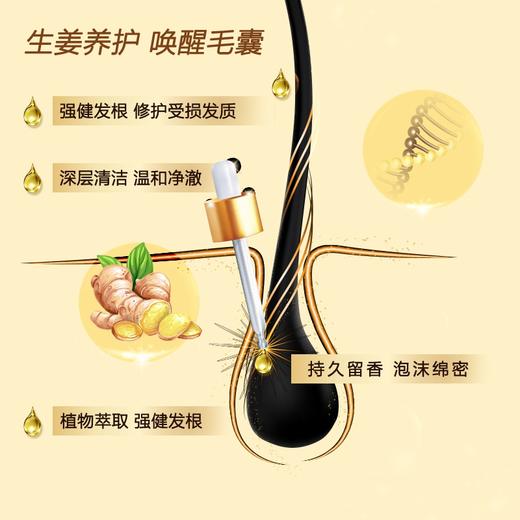 滋源生姜洗发水无硅油强根健发洗发露洗头膏535ml（强韧发根 丰盈发量 男士女士通用 油性） 商品图4