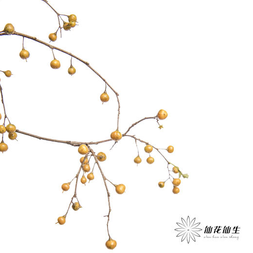 国产花材 | 南蛇藤（不支持售后） 商品图4