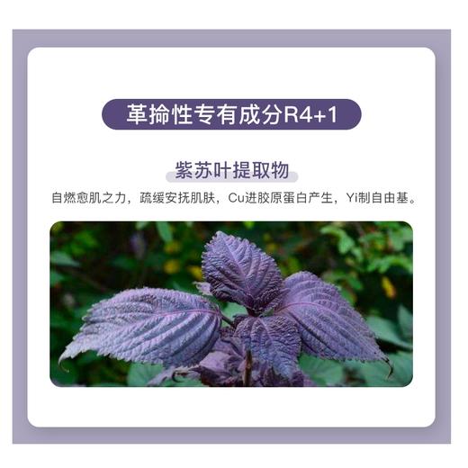 韩国 Dermafirm德妃 紫苏补水保湿调理面霜 50ml 商品图11