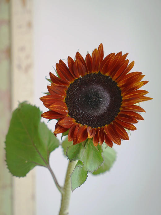 油画向日葵【入目无他人，四下皆是你】简小姐精选  稀有新品复古油画质感 油画向日葵 5枝 2件包邮下单72小时发货 商品图6