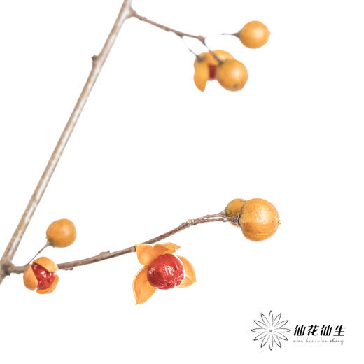 国产花材 | 南蛇藤（不支持售后） 商品图3