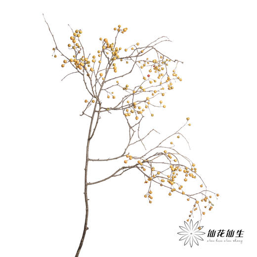 国产花材 | 南蛇藤（不支持售后） 商品图5