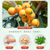 【买3送2】初草堂清沛糕 8种珍贵谷果 手工熬制 吃出健康 全家老小都需要 140g/盒 商品缩略图4