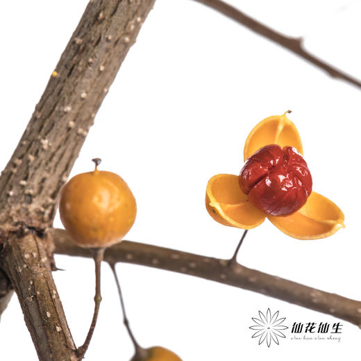 国产花材 | 南蛇藤（不支持售后） 商品图2