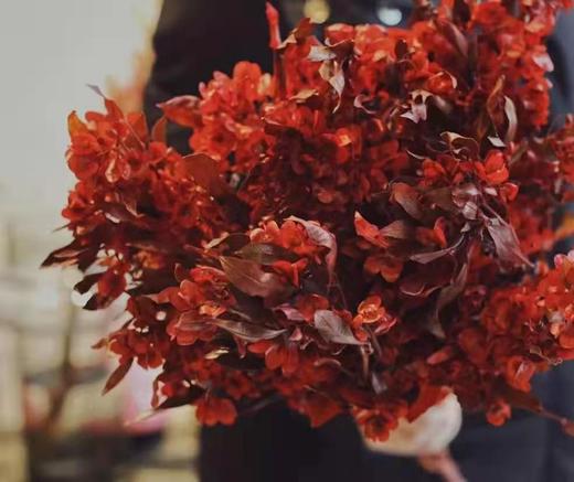 迎客豆·染色 商品图0