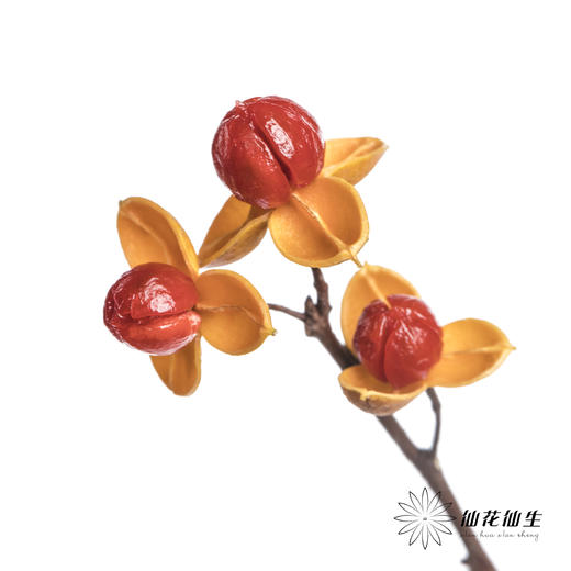 国产花材 | 南蛇藤（不支持售后） 商品图0