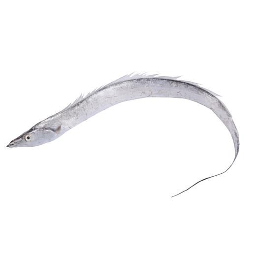 3-4指宽黄海带鱼钓带鱼 2.5kg，约6-7条 不破肚（中间切断发货） 商品图2