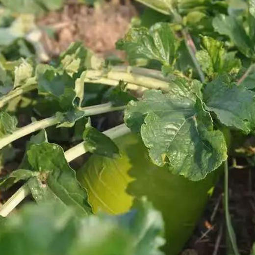 【基地直发】有机蔬菜心里美萝卜4斤/6斤/10斤装包邮 商品图4