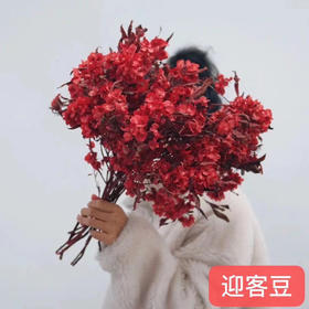 配花-迎客豆-红色