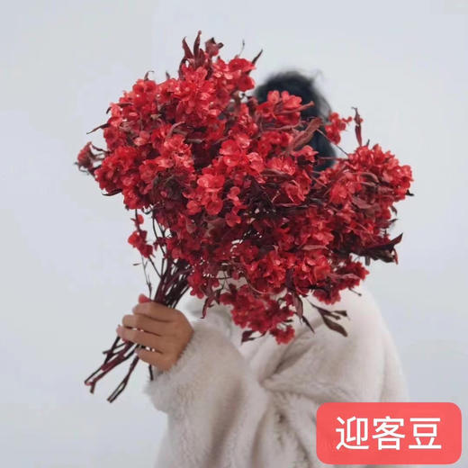 配花-迎客豆-红色 商品图0