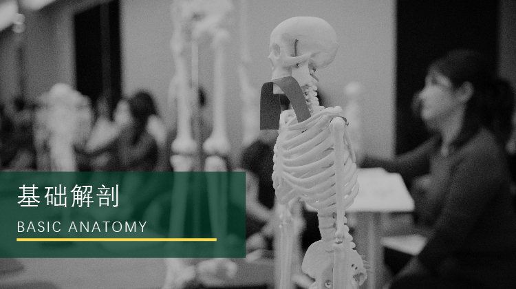 基础解剖课程 线上公开宣讲课