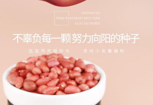 素食猫四粒红花生400g*3东北泰来特产 中粒红皮生花生休闲食品 商品图7