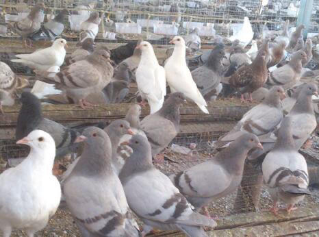 下单隔天到饲养/信鸽鸽子蛋30个装/50个礼盒装40小鸽蛋（只送灵溪）天热收到冰箱冷藏 商品图5