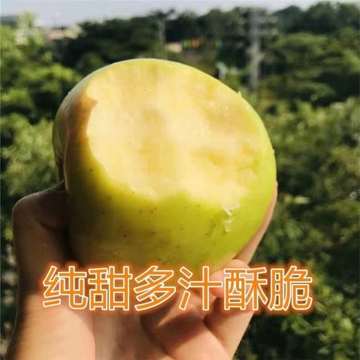 【王掌柜瑞雪苹果】口感优于王林苹果，超好吃 商品图3
