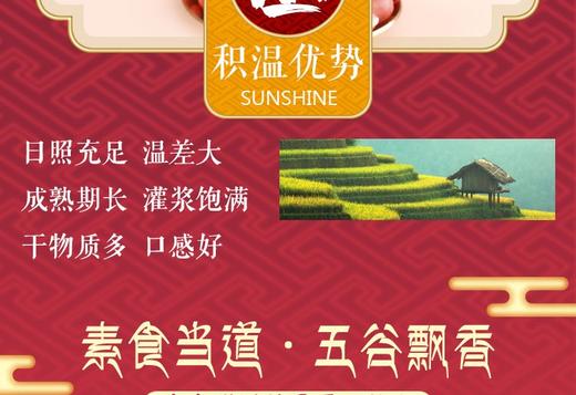 素食猫四粒红花生400g*3东北泰来特产 中粒红皮生花生休闲食品 商品图4