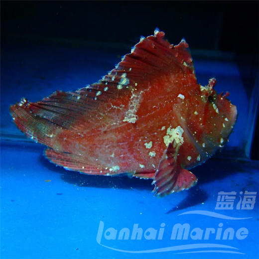 红济公 商品图1