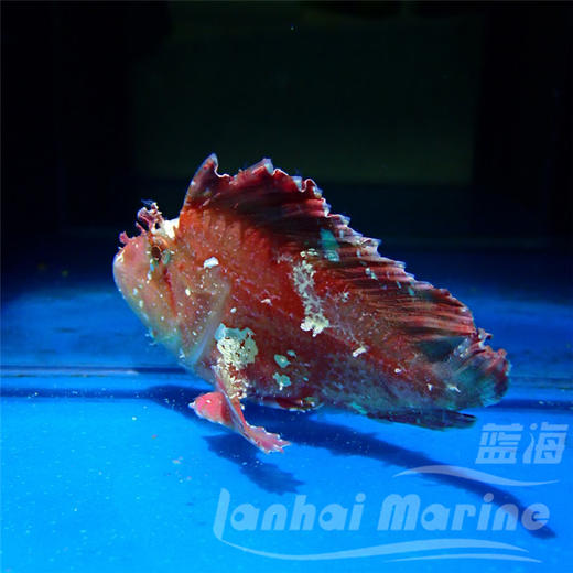 红济公 商品图5