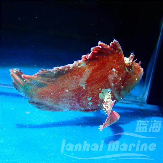 红济公 商品图2
