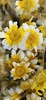 配花 | 黄金菊 商品缩略图0