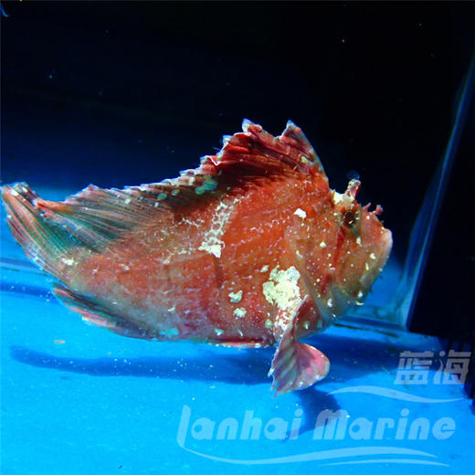 红济公 商品图4