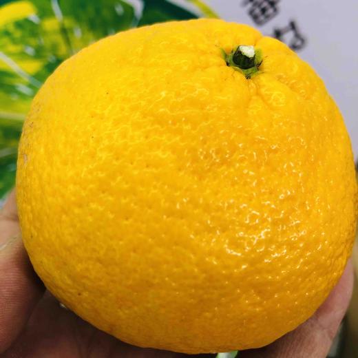 冬季新品，静秋棠-冰糖甜桔柚上市。海拔2000米高山硒土种植，冰糖口感，像吃甜橘子一样爽嫩清火、 商品图0
