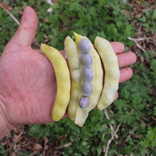 冷冻黄金钩豆角  烹香绵软炖着吃特别好吃 1斤 商品图4