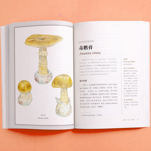 zhen菌改变人类文明史：一株菌丝，搅动6000年人类文明史 商品图7