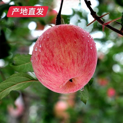 【洛川苹果】12枚装 约7斤（85mm）（产地直发） 商品图6