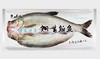 【生鲜预订】冰鲜白鱼速冻/风干白鱼 商品缩略图1