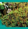 植物王国的小矮人——苔藓植物（中英文版） 商品缩略图2