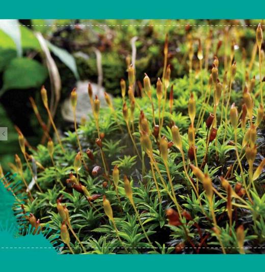 植物王国的小矮人——苔藓植物（中英文版） 商品图2