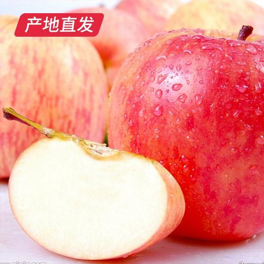 【洛川苹果】12枚装 约7斤（85mm）（产地直发） 商品图5