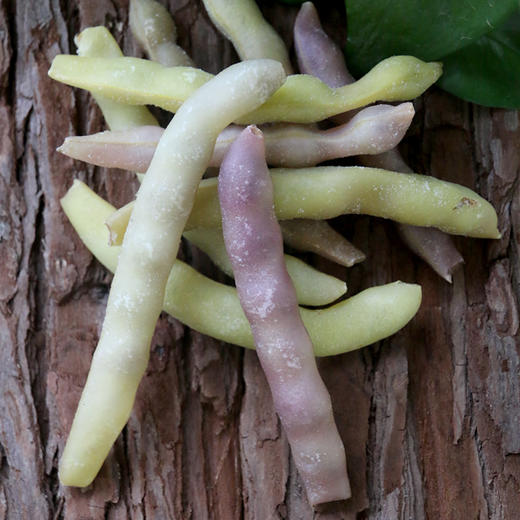 冷冻黄金钩豆角  烹香绵软炖着吃特别好吃 1斤 商品图8