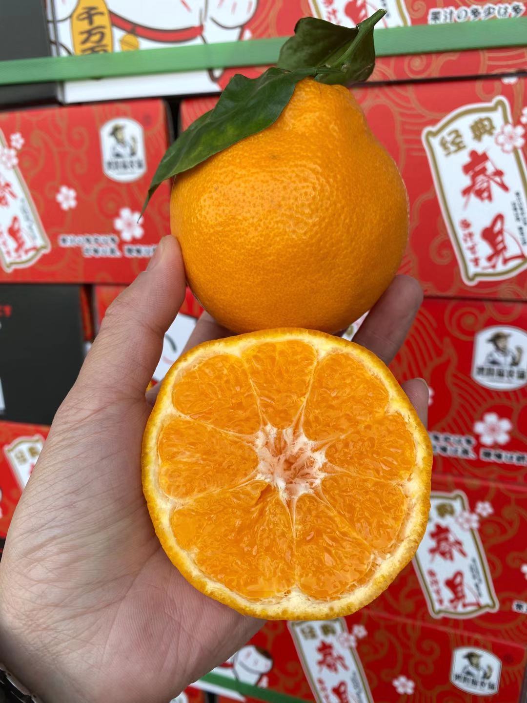 周四取货：【礼盒招财猫春见】一箱毛重8斤左右，果肉饱满，好吃不上火！ 超甜！超嫩！甜蜜多汁！