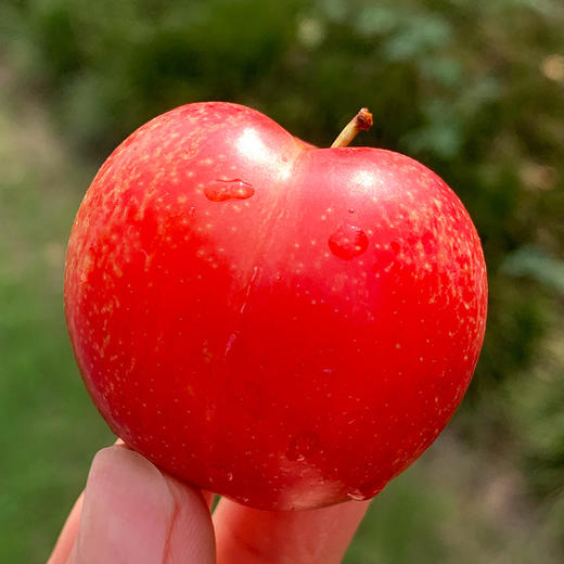 智利樱桃李 | 樱桃与李子的完美"混血"结合 ,看起来像李子,吃起来比
