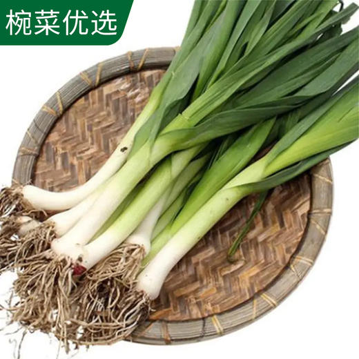 青蒜叶椀菜优选约200g份