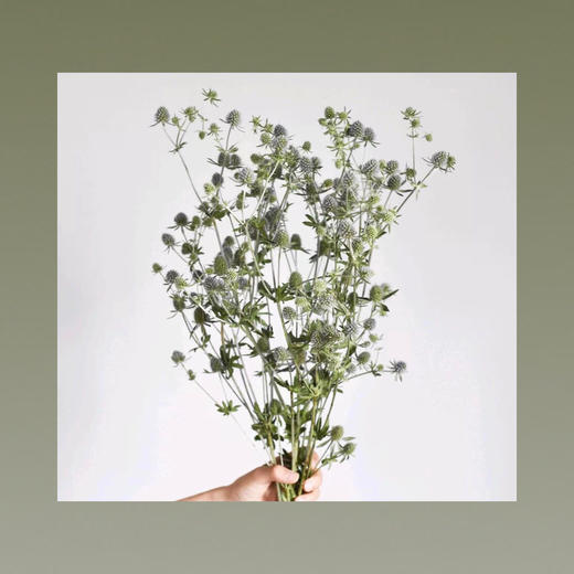 爱情果—小刺秦 商品图0