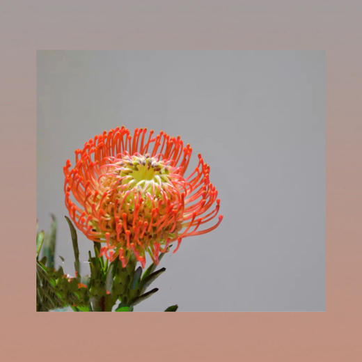 针垫—烟花菊 商品图0