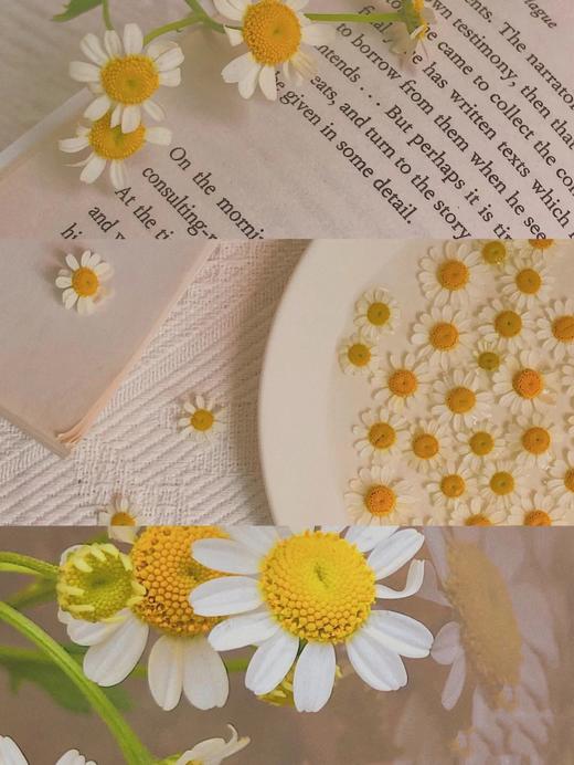 洋甘菊 商品图1