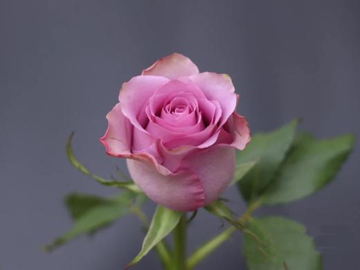 玫瑰—紫霞 商品图0