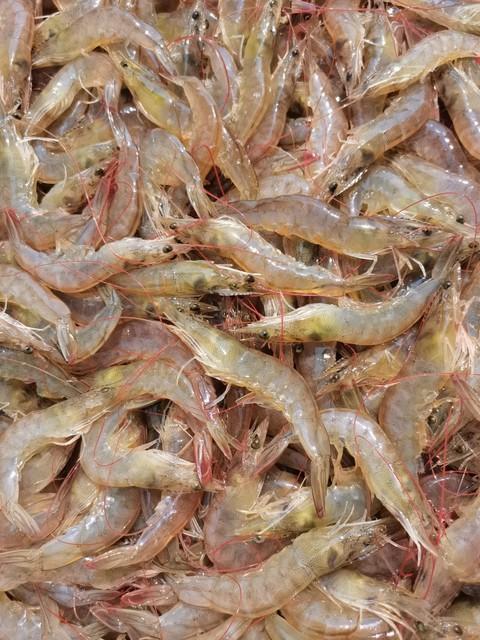 亚布力米面粮油生鲜海鲜健康滋补食品系列 商品图2