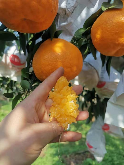 【四川•春见（耙耙柑8斤/10斤）】清甜果粒多 爆汁脆嫩 皮薄易撕不脏手 现摘现发 商品图11