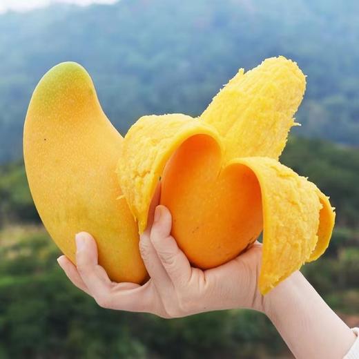 海南 水仙芒果 1个/约700g 商品图1