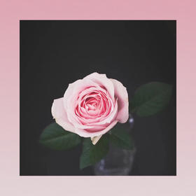 玫瑰—粉红雪山