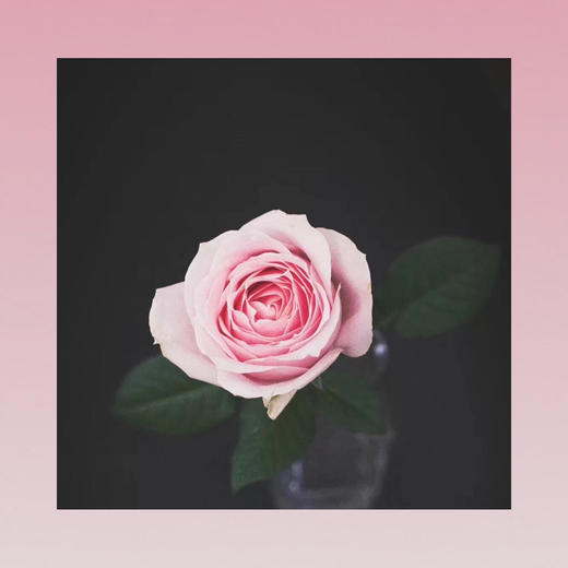 玫瑰—粉红雪山 商品图0